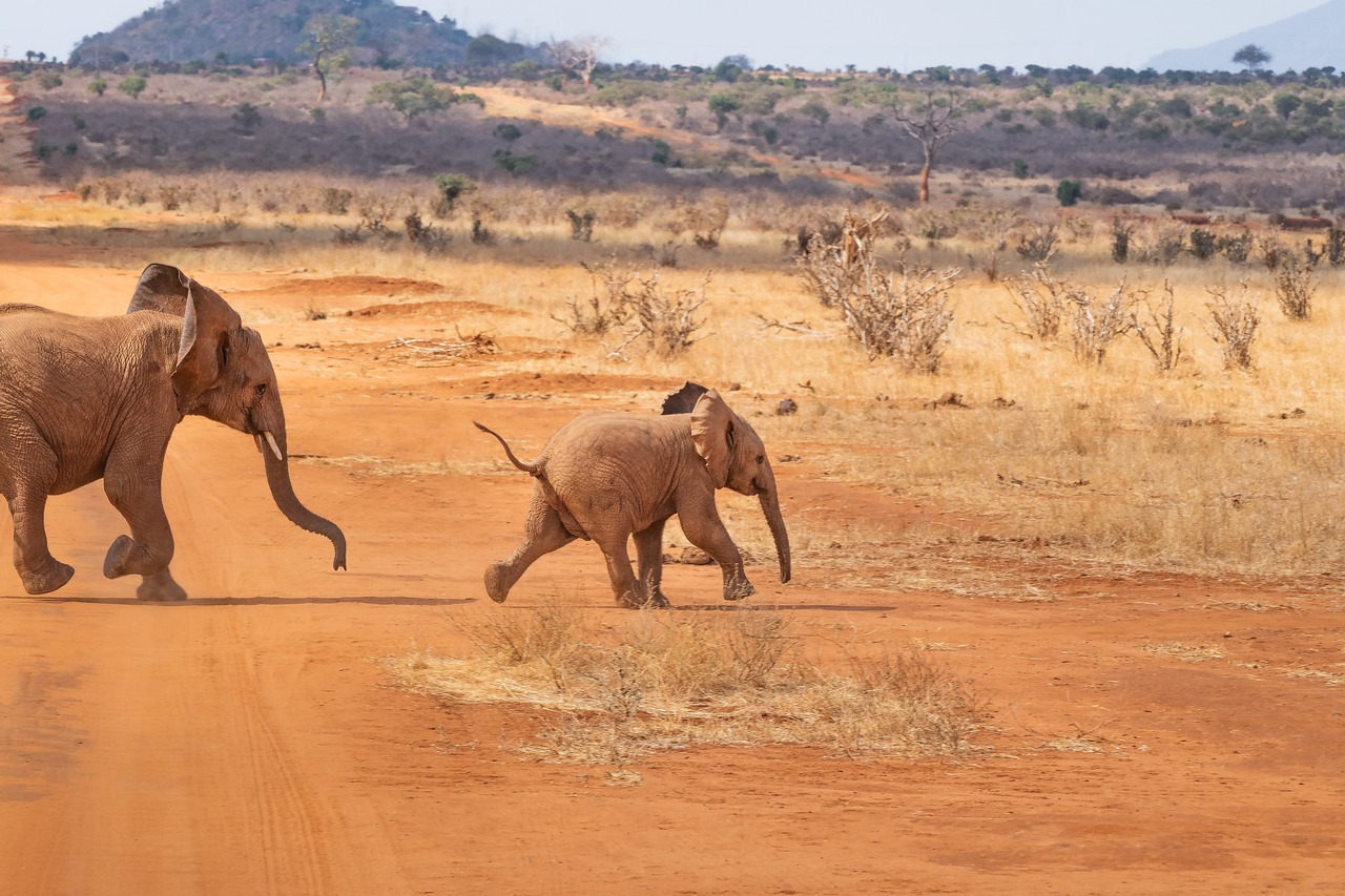 słonie w kenii